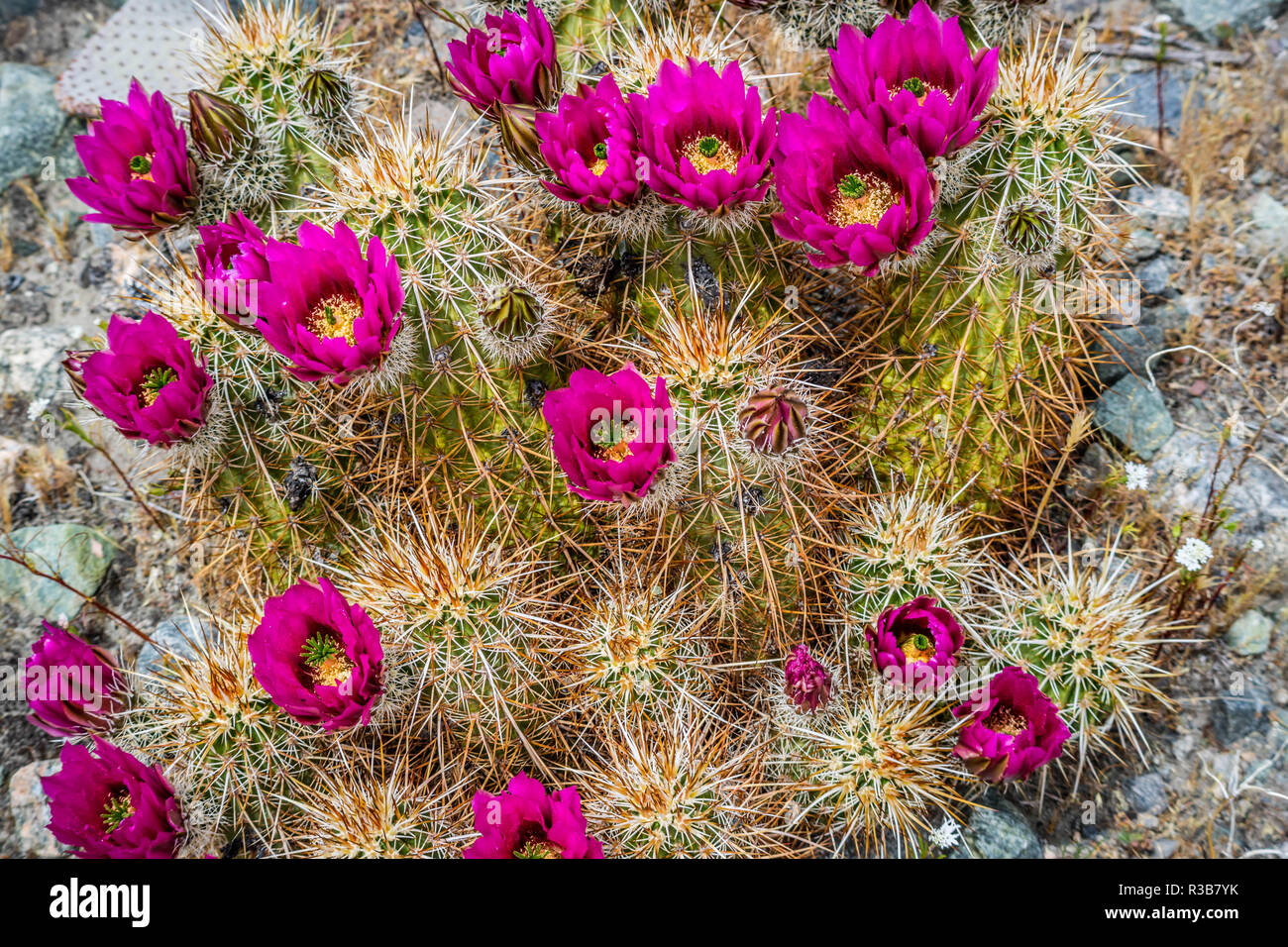 A pink flowering cactus plants in Palm Spring, California Stock Photo