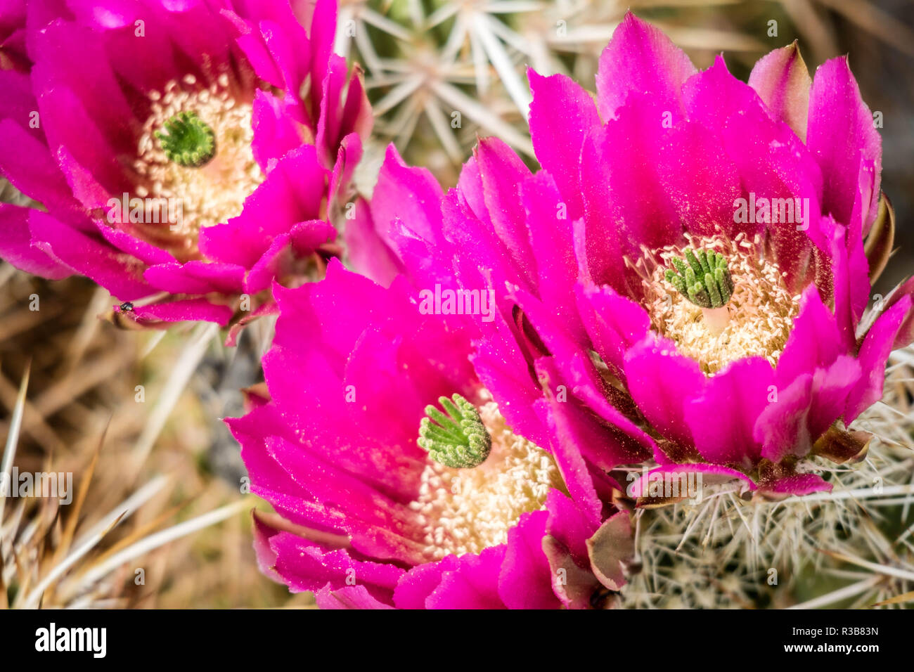 A pink flowering cactus plants in Palm Spring, California Stock Photo
