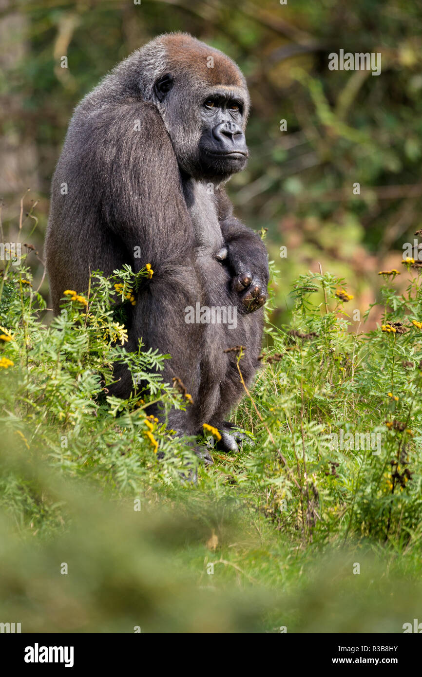 Western lowland gorilla (Gorilla gorilla gorilla), sitting, captive, monkey park, Netherlands Stock Photo
