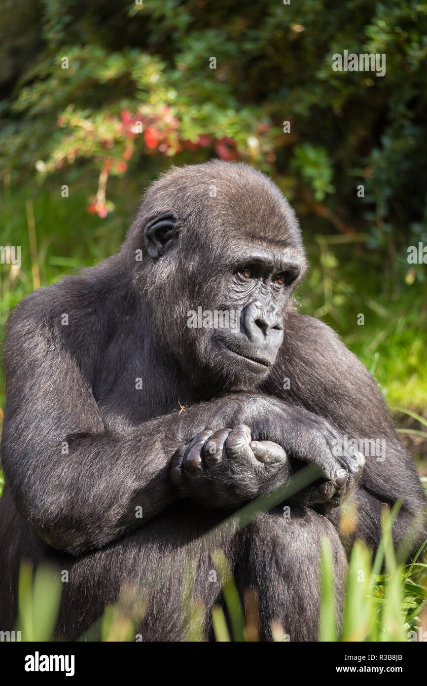 Western lowland gorilla (Gorilla gorilla gorilla), sitting, animal portrait, contemplative, captive, monkey park, Netherlands Stock Photo