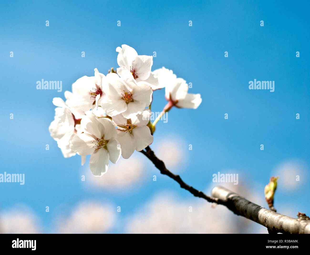 Bloomed branch with cherry flowers, blue sky and sun Stock Photo