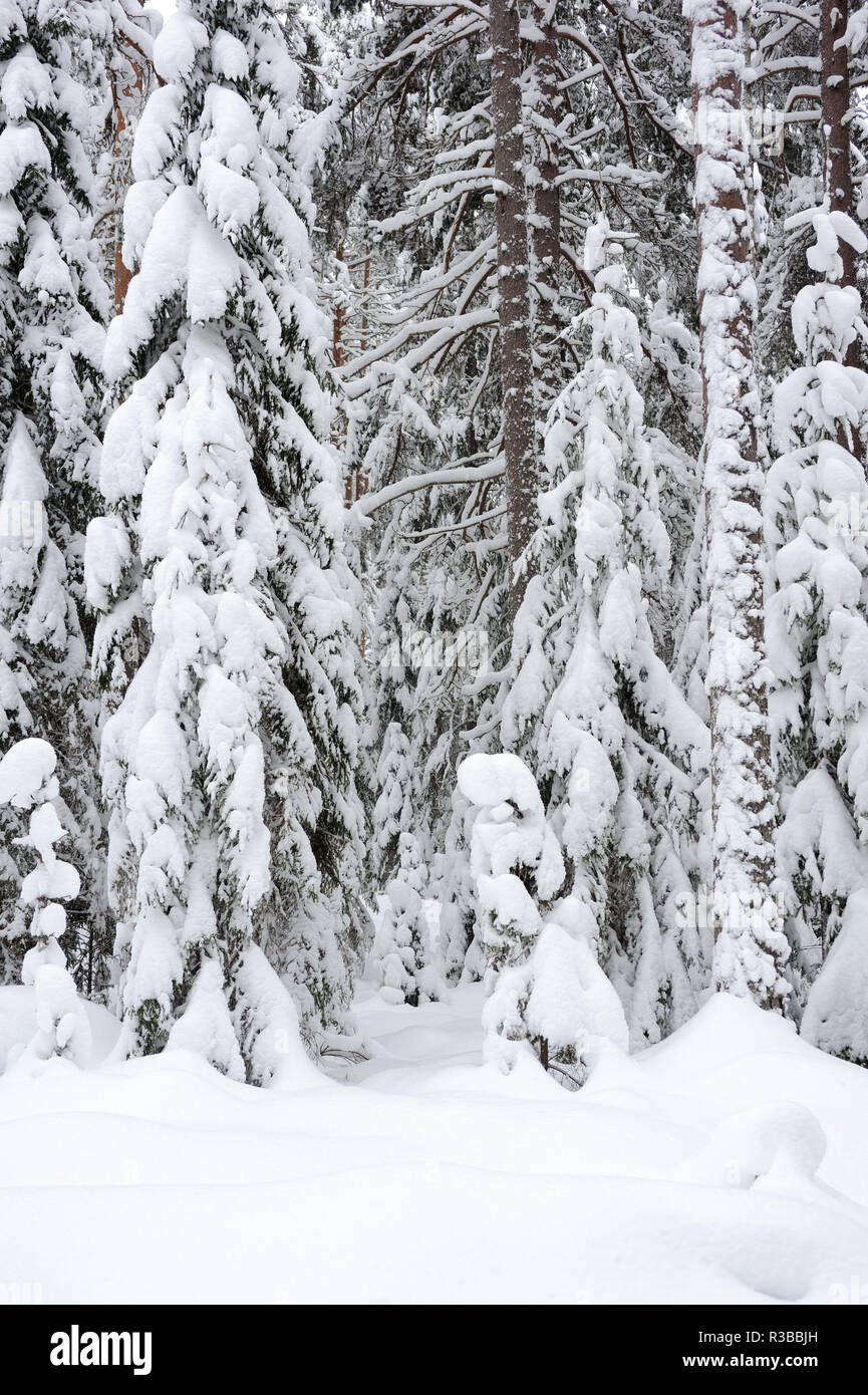 Snowing in boreal pine forest hi-res stock photography and images - Alamy