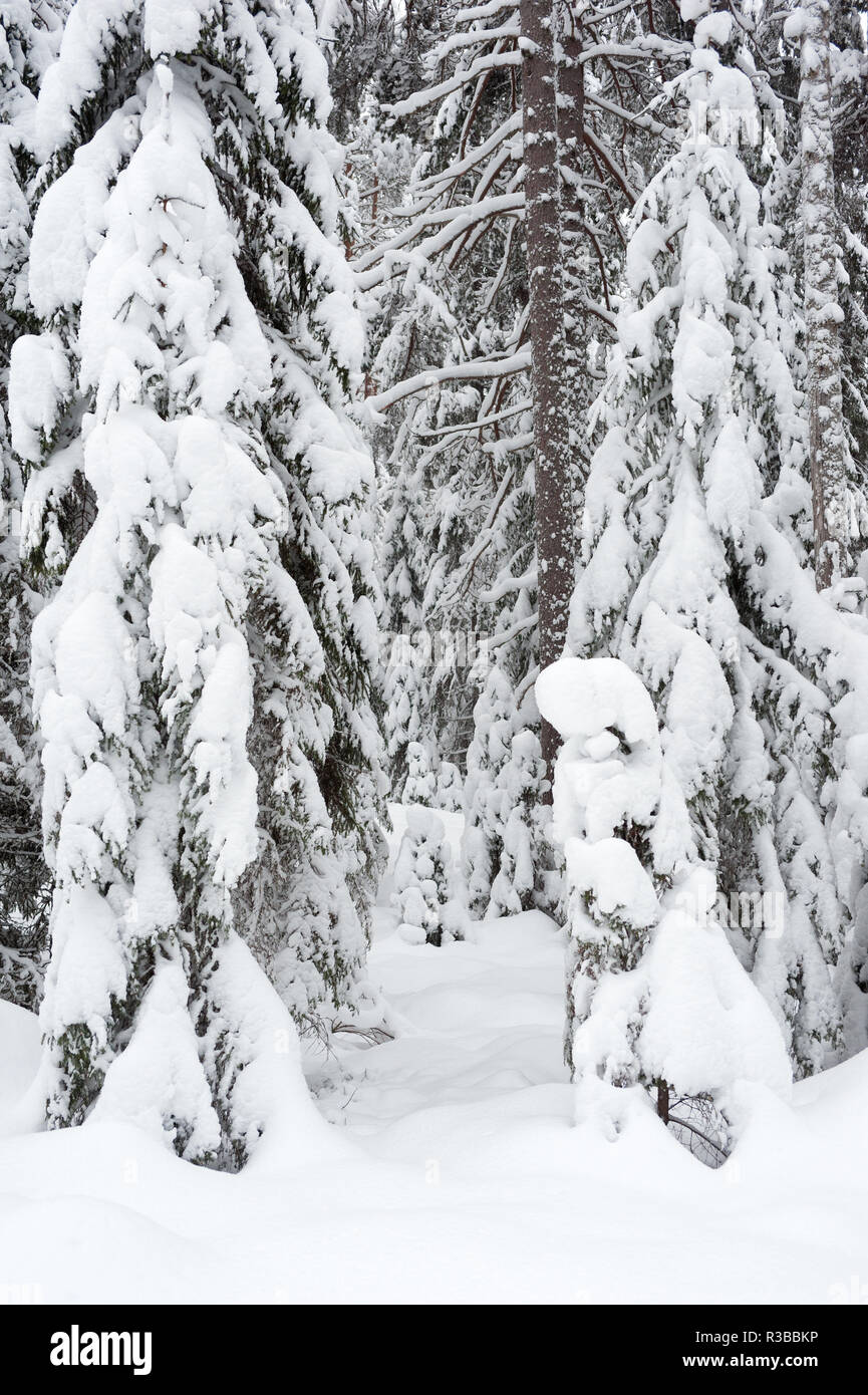 Snowing in boreal pine forest hi-res stock photography and images - Alamy