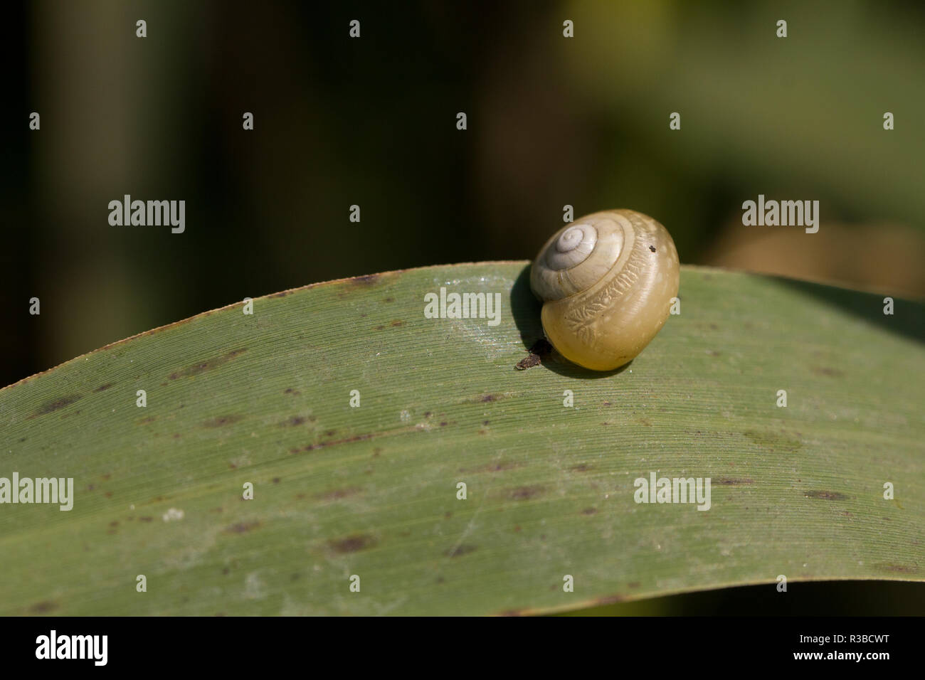 Air breathing land snail Stock Photo - Alamy