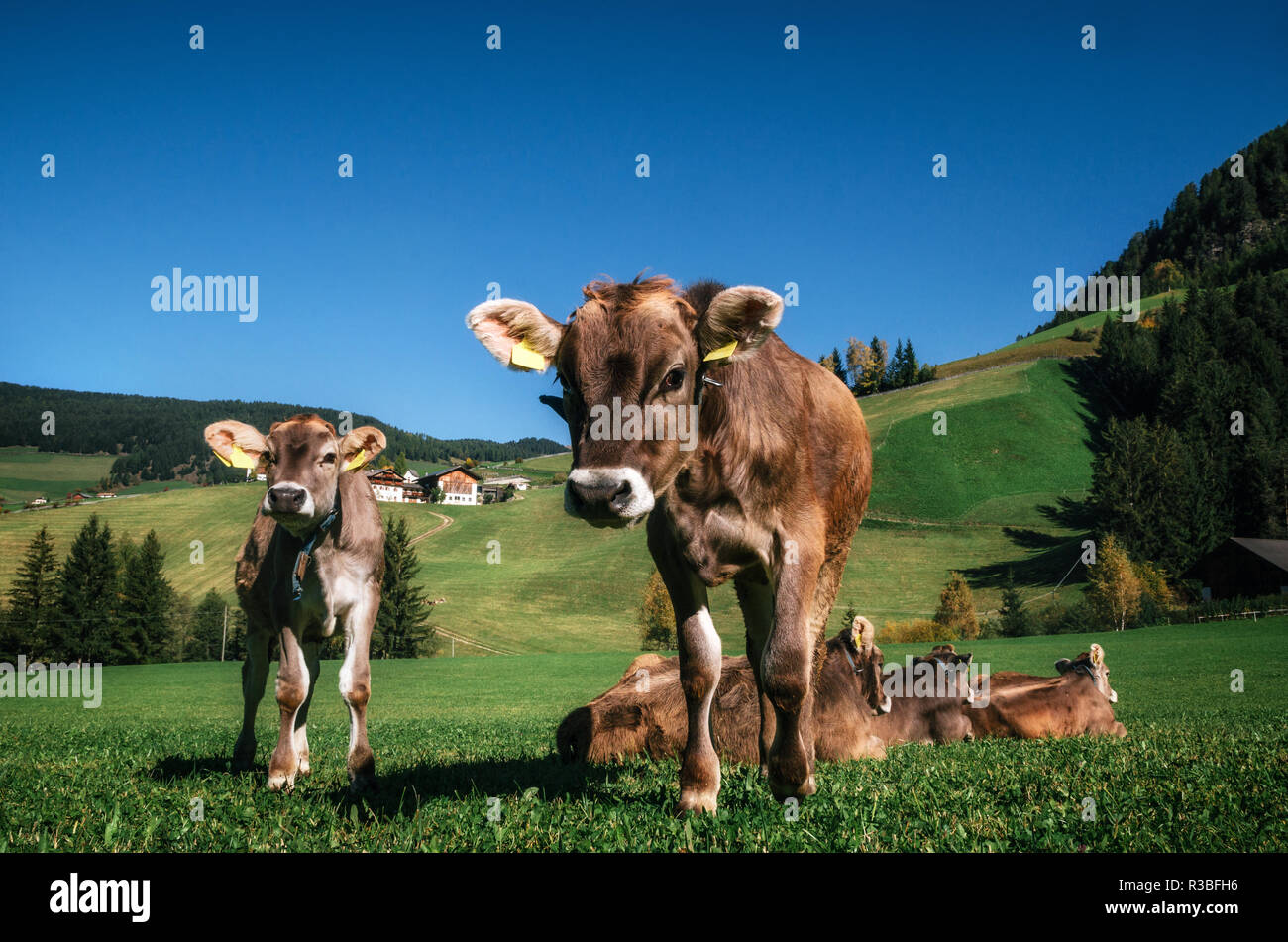 Alpine landscape grazing cows hi-res stock photography and images - Alamy
