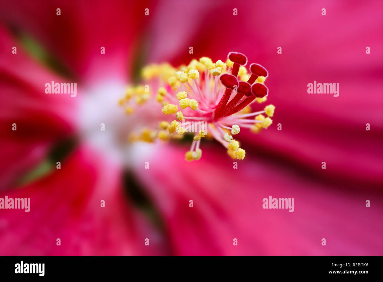 Hibiscus flower closeup, Hibiscus Stock Photo Alamy
