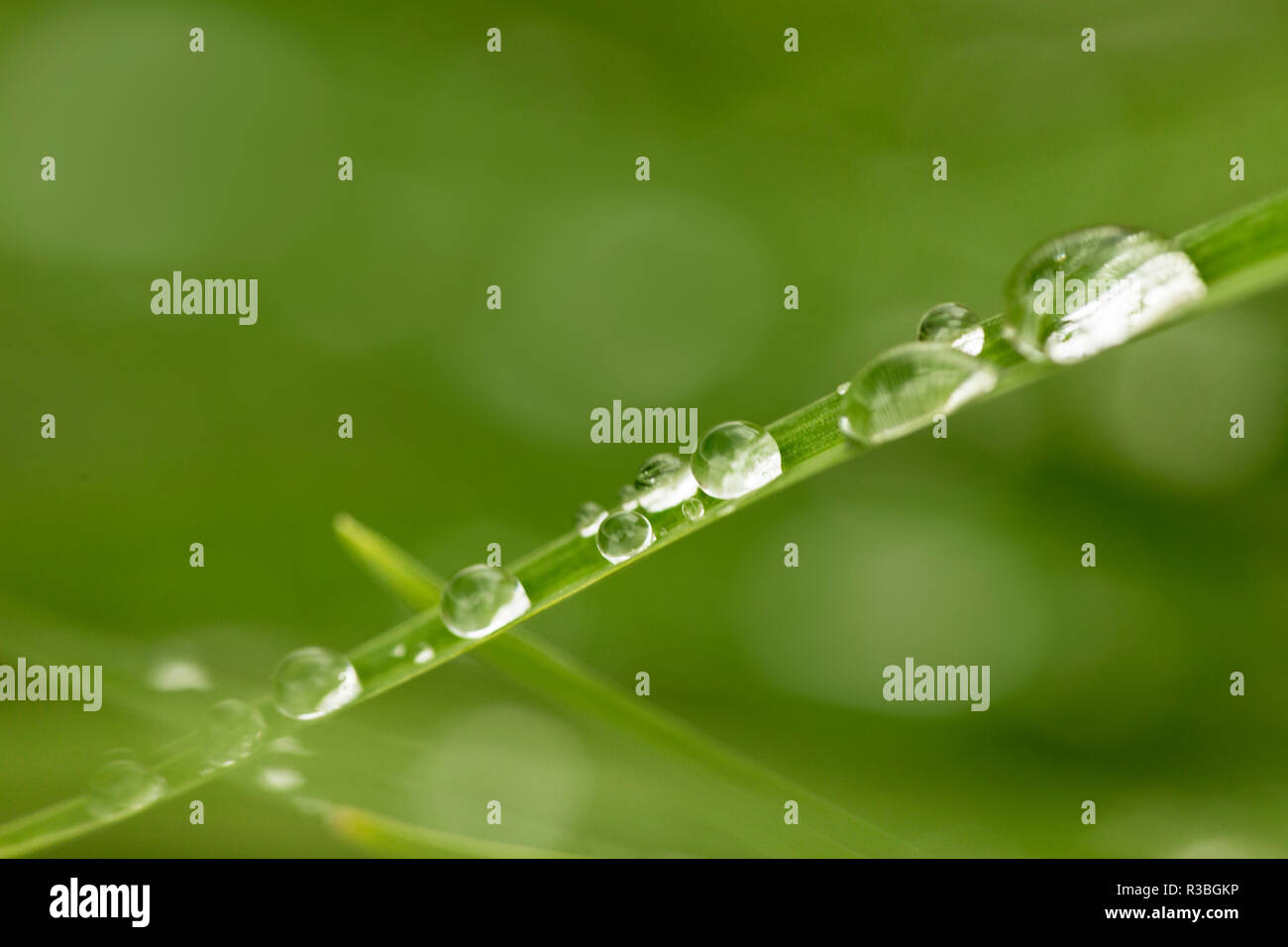 Raindrops on stella d'oro foliage Stock Photo