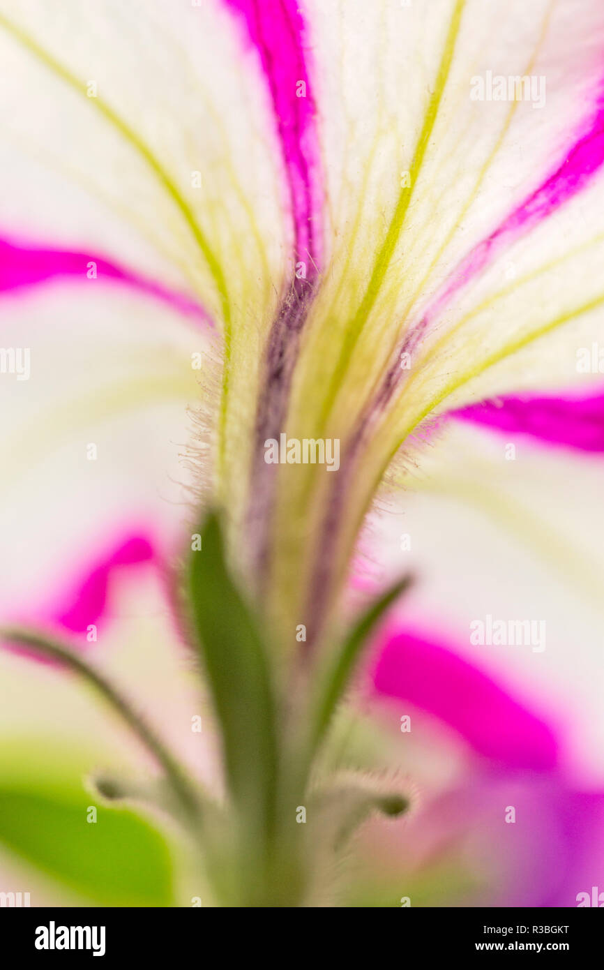 Petunia flower viewed from below Stock Photo