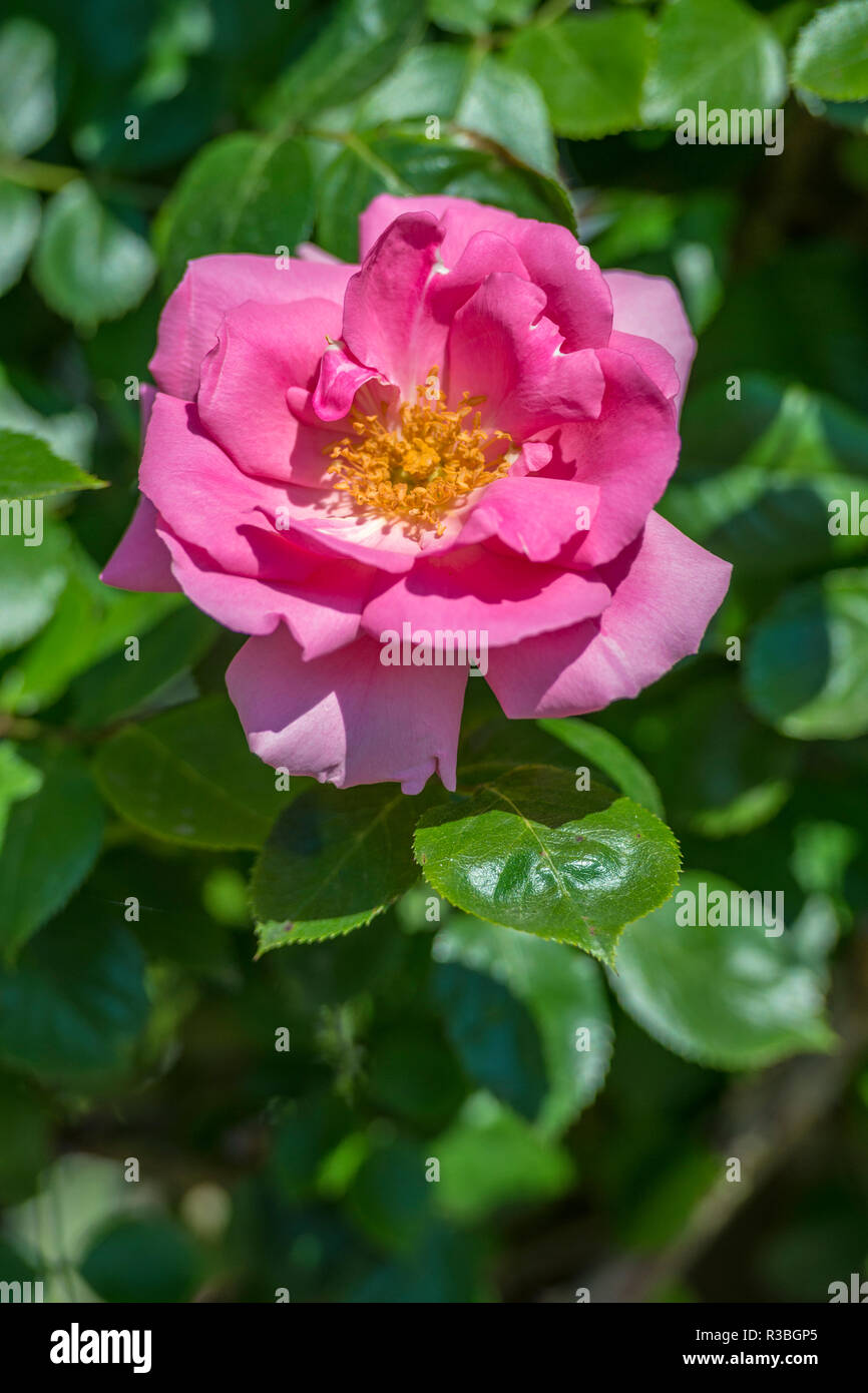 Pink Climbing Rose Stock Photo - Alamy