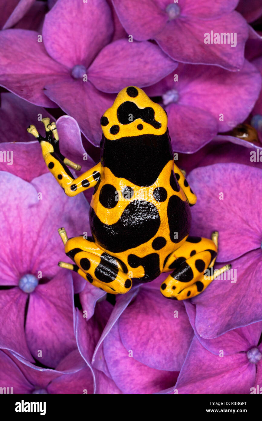 Bumble Bee Dart frog, D. leucomelas Stock Photo