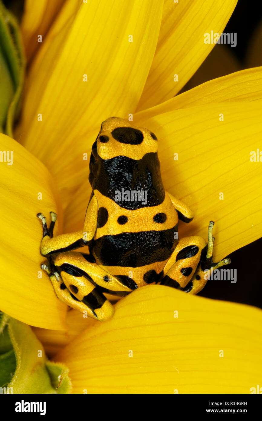 Bumblebee dart frog, Dendrobates leucomelas, also known as Yellow-banded poison dart frog Stock Photo
