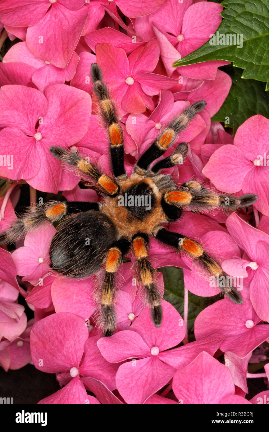 Mexican flame knee tarantula, Brachypelma auratum, native to Mexico Stock Photo