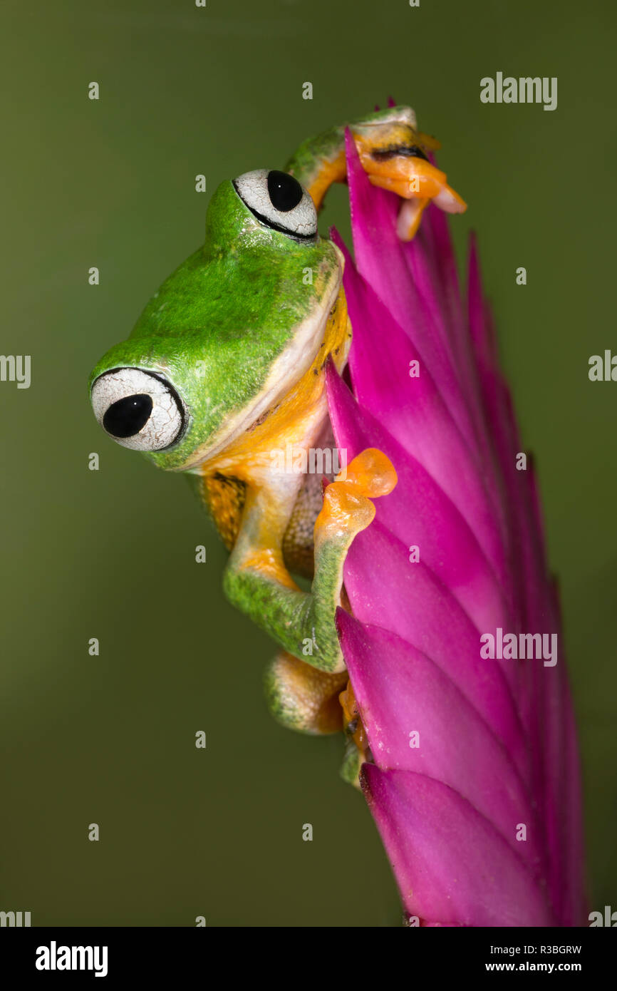 wallace-s-flying-frog-stock-photo-alamy