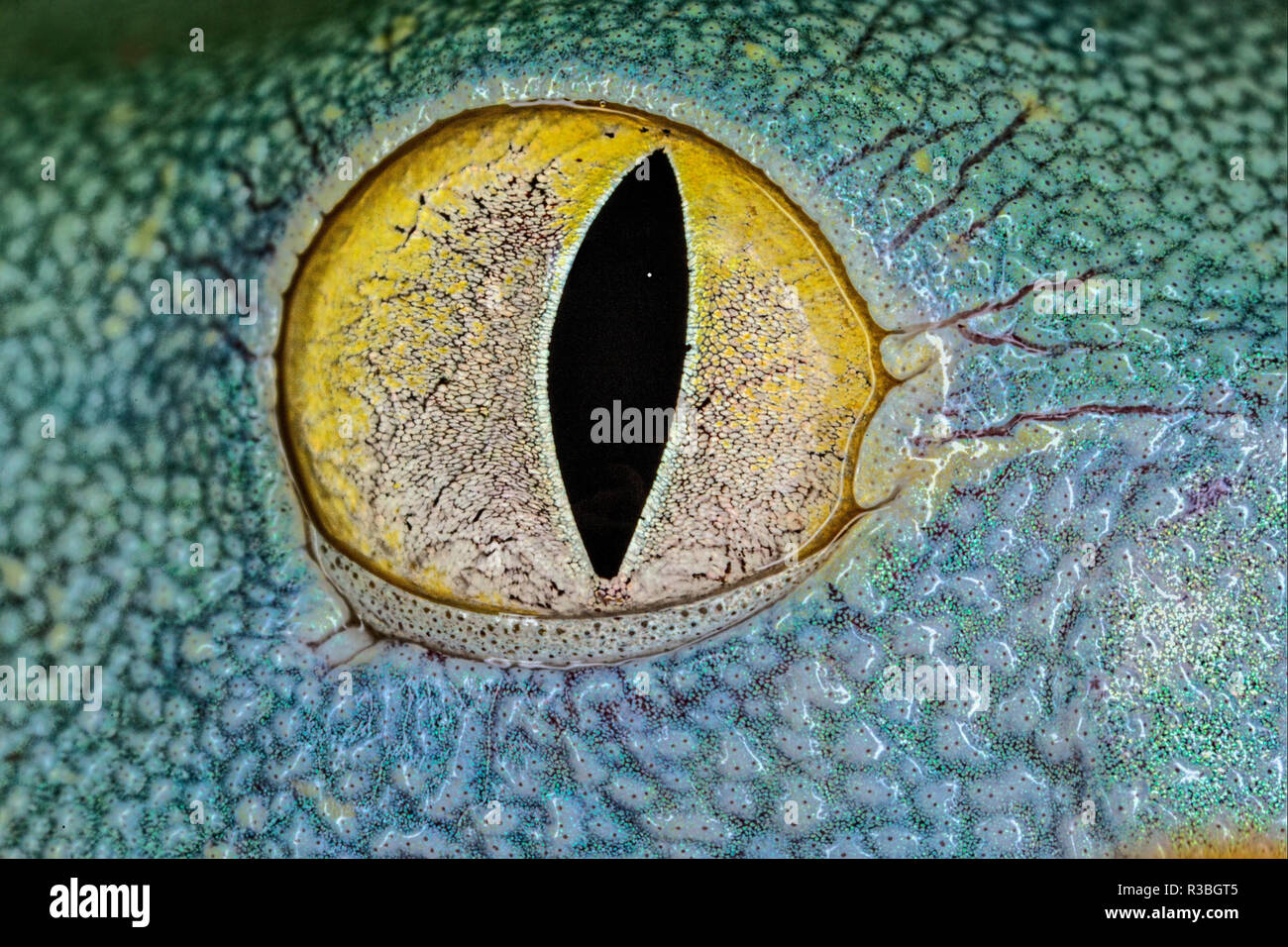 Gecko Eyeball Close Up Stock Photo 225833445 Alamy