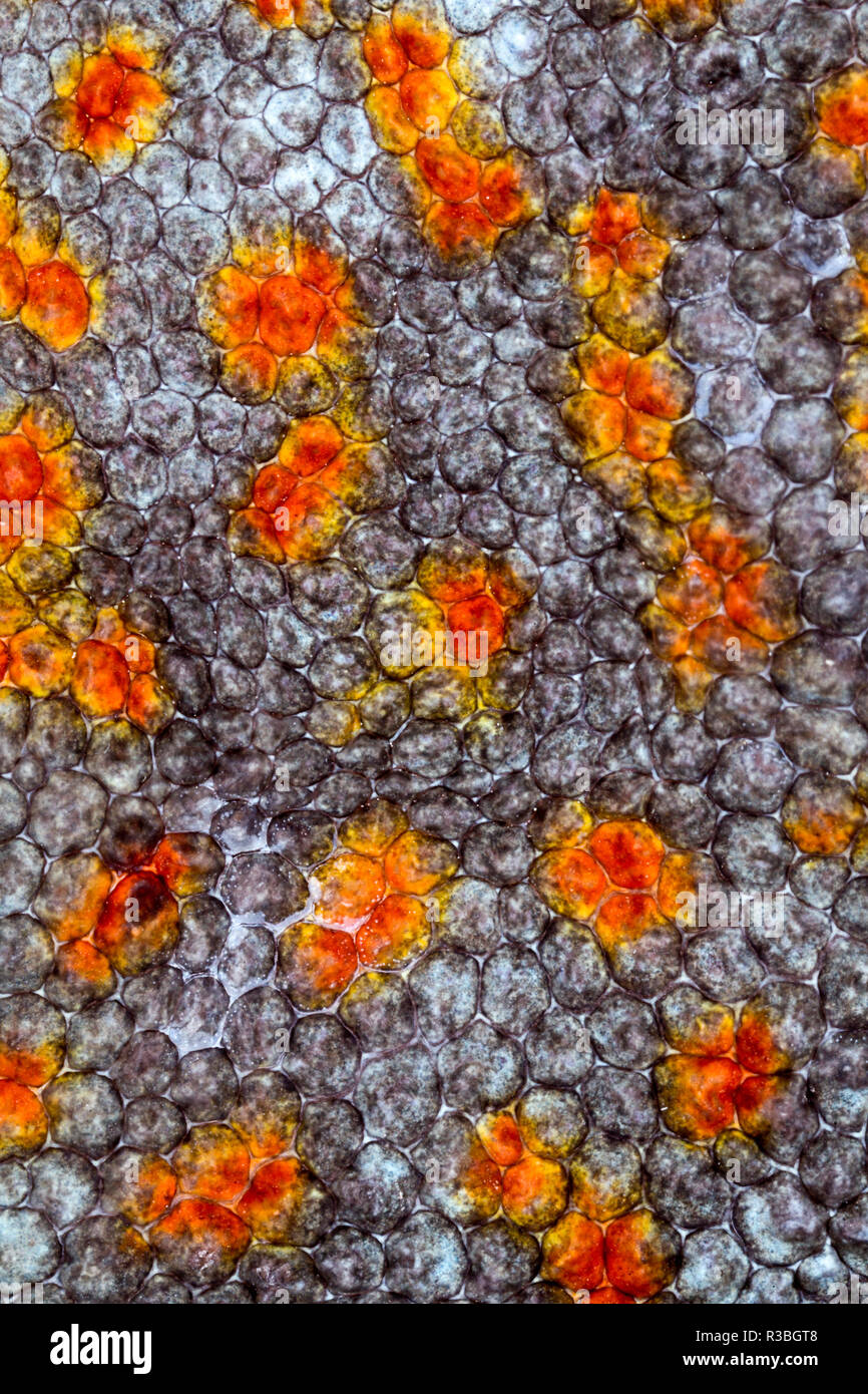 Extreme close-up of Gargoyle Gecko skin pattern Stock Photo