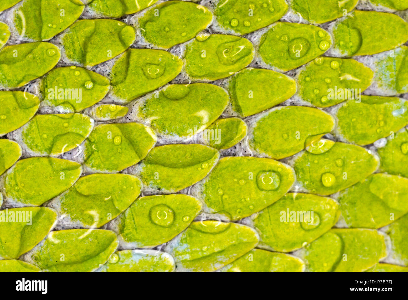 Green tree python scale pattern, Morelia viridis Stock Photo - Alamy