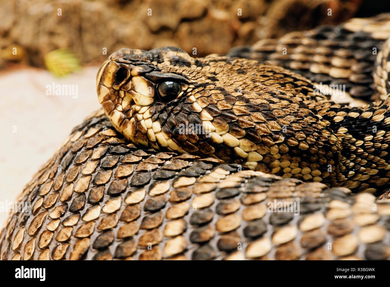 Eastern Diamondback Rattlesnake, Crotalus adamanteus Stock Photo - Alamy