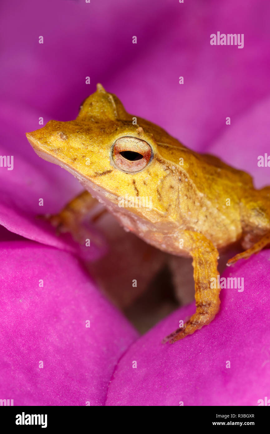 Solomon Island Leaf frog, Ceratobatrachus guentheri, native to Solomon Islands and Papua New Guinea. Stock Photo