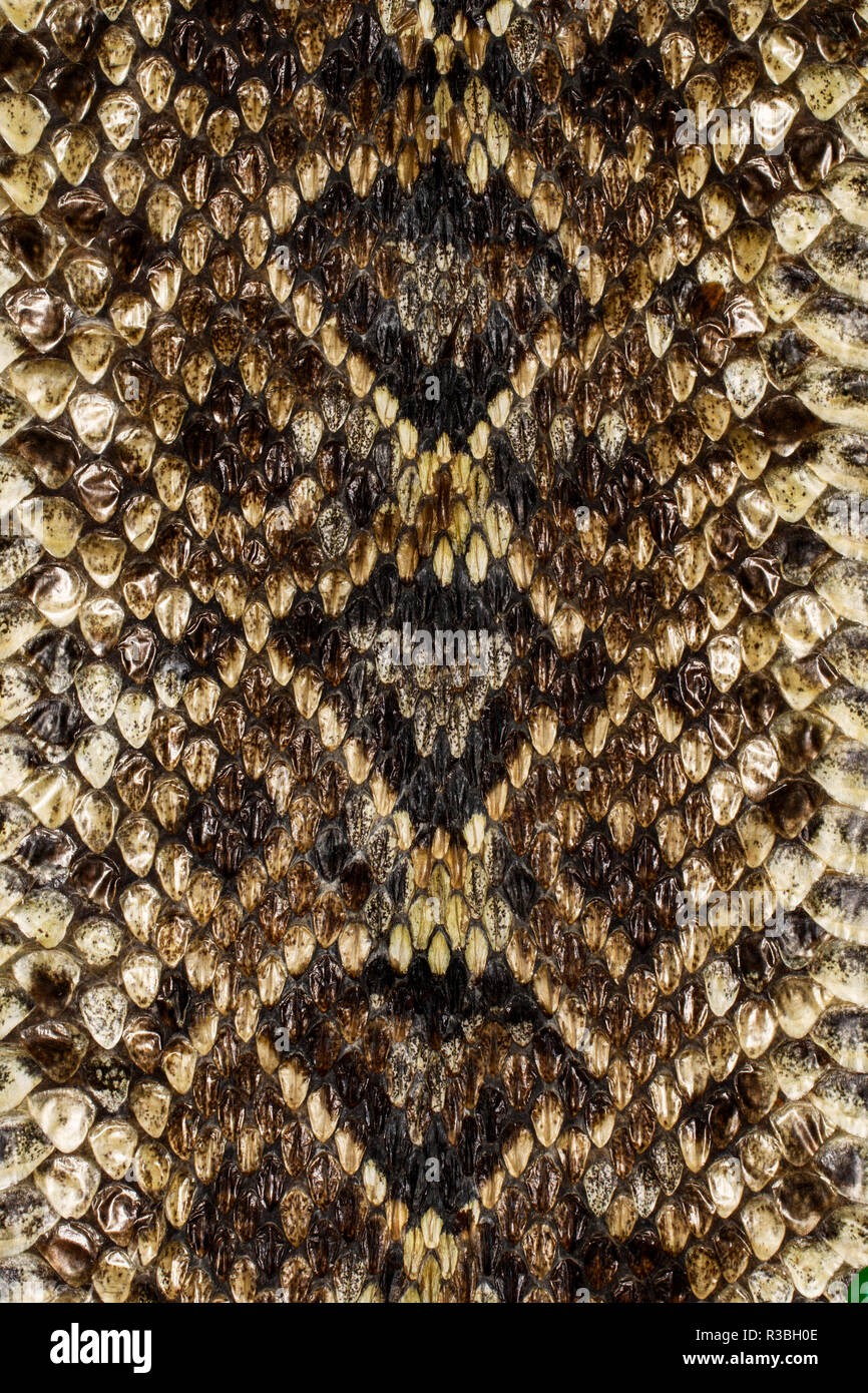 Eastern diamondback rattlesnake hires stock photography and images Alamy