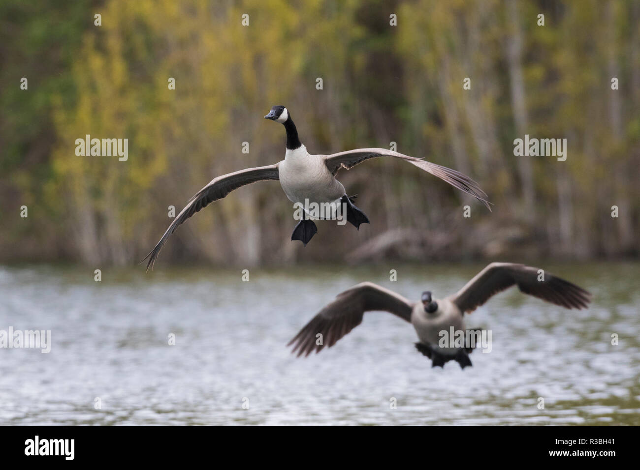 Greater Canada geese alighting Stock Photo