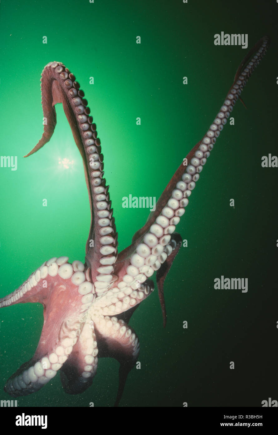 Tentacles fauna hires stock photography and images Alamy