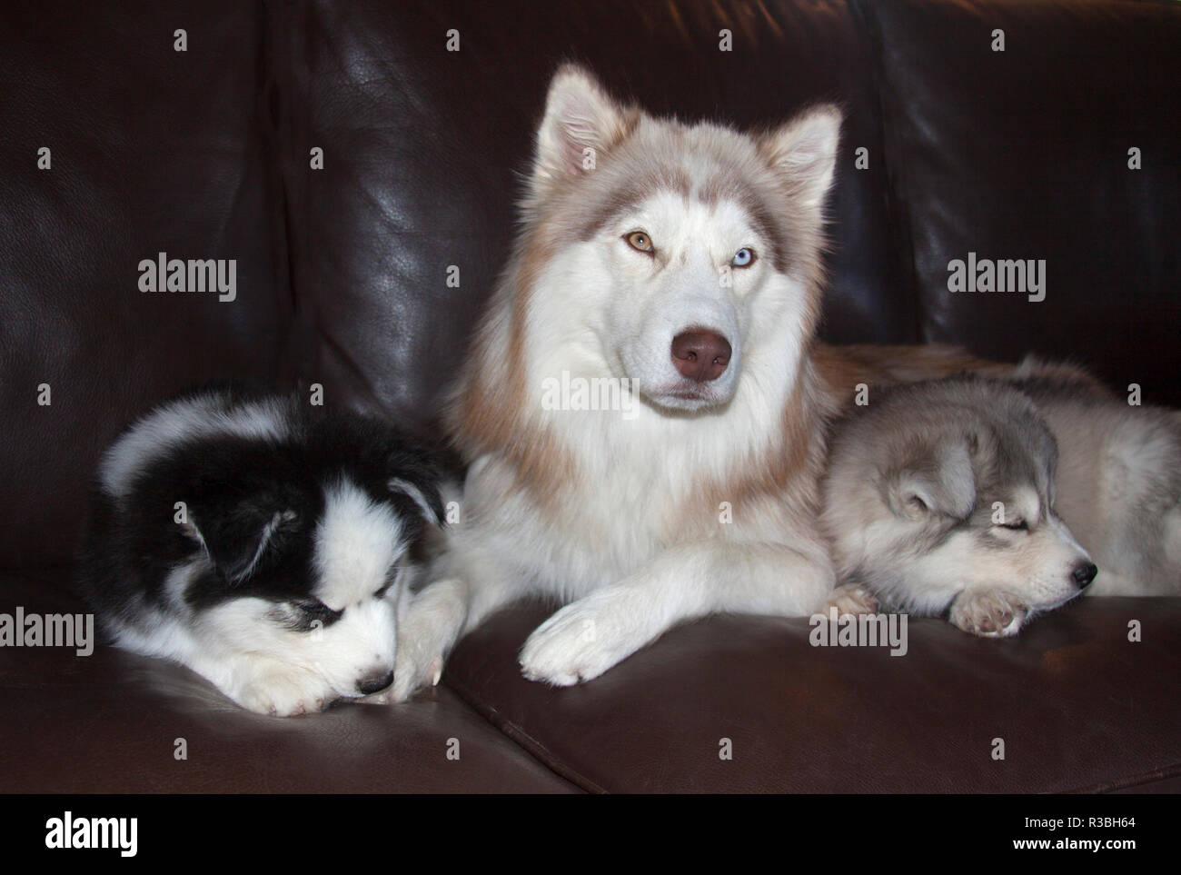 Siberian Husky Mother and puppies (PR) Stock Photo