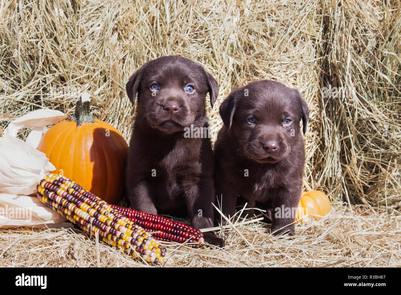 chocolate retriever puppies