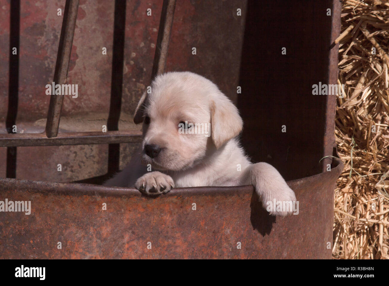 Yellow Labrador Retriever puppy peeking out of a barrel (PR Stock Photo ...