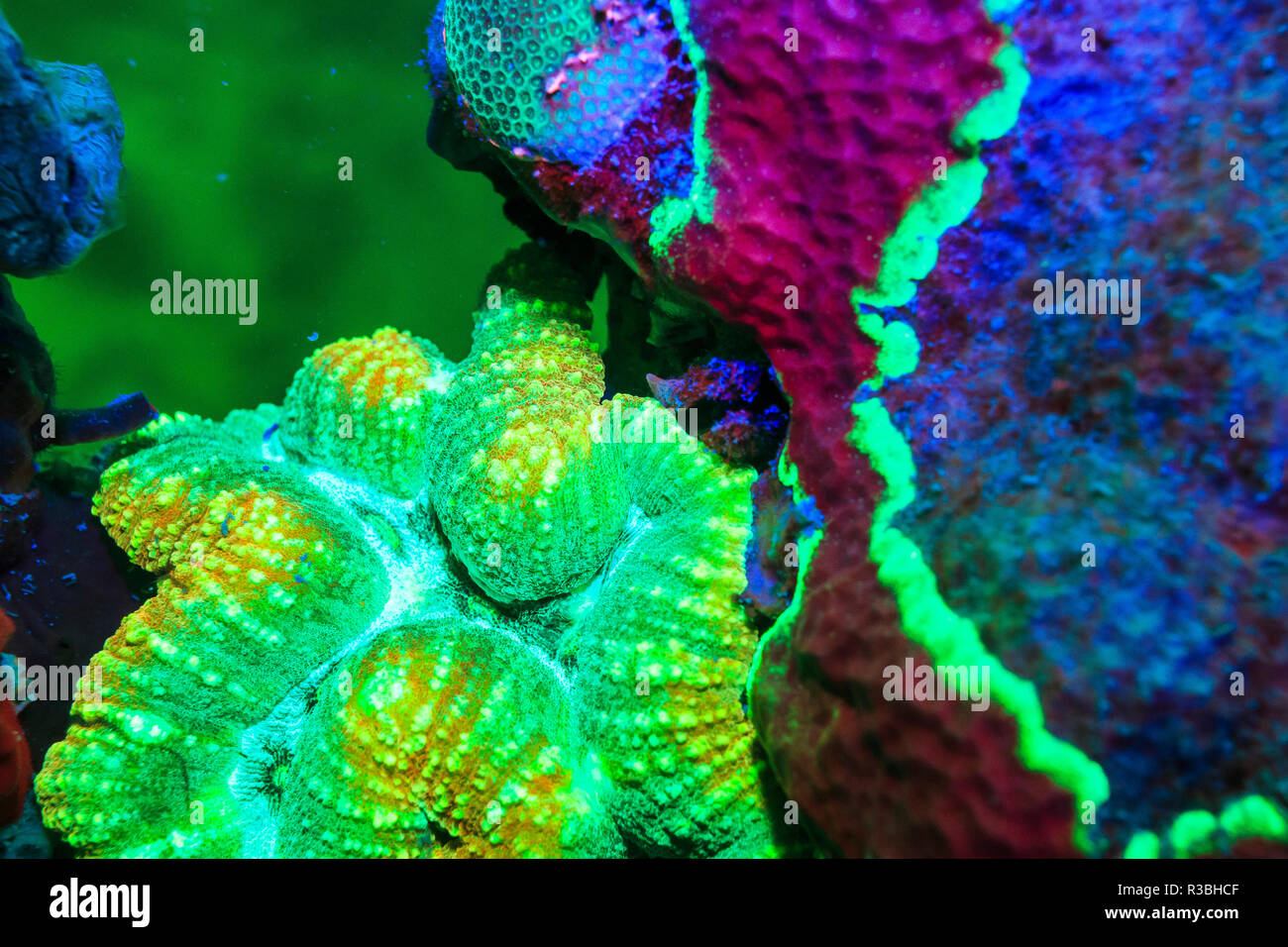 Sinuous Coral, Day Fluorescing, Palau, Rock Islands-World Heritage Site, Micronesia Stock Photo