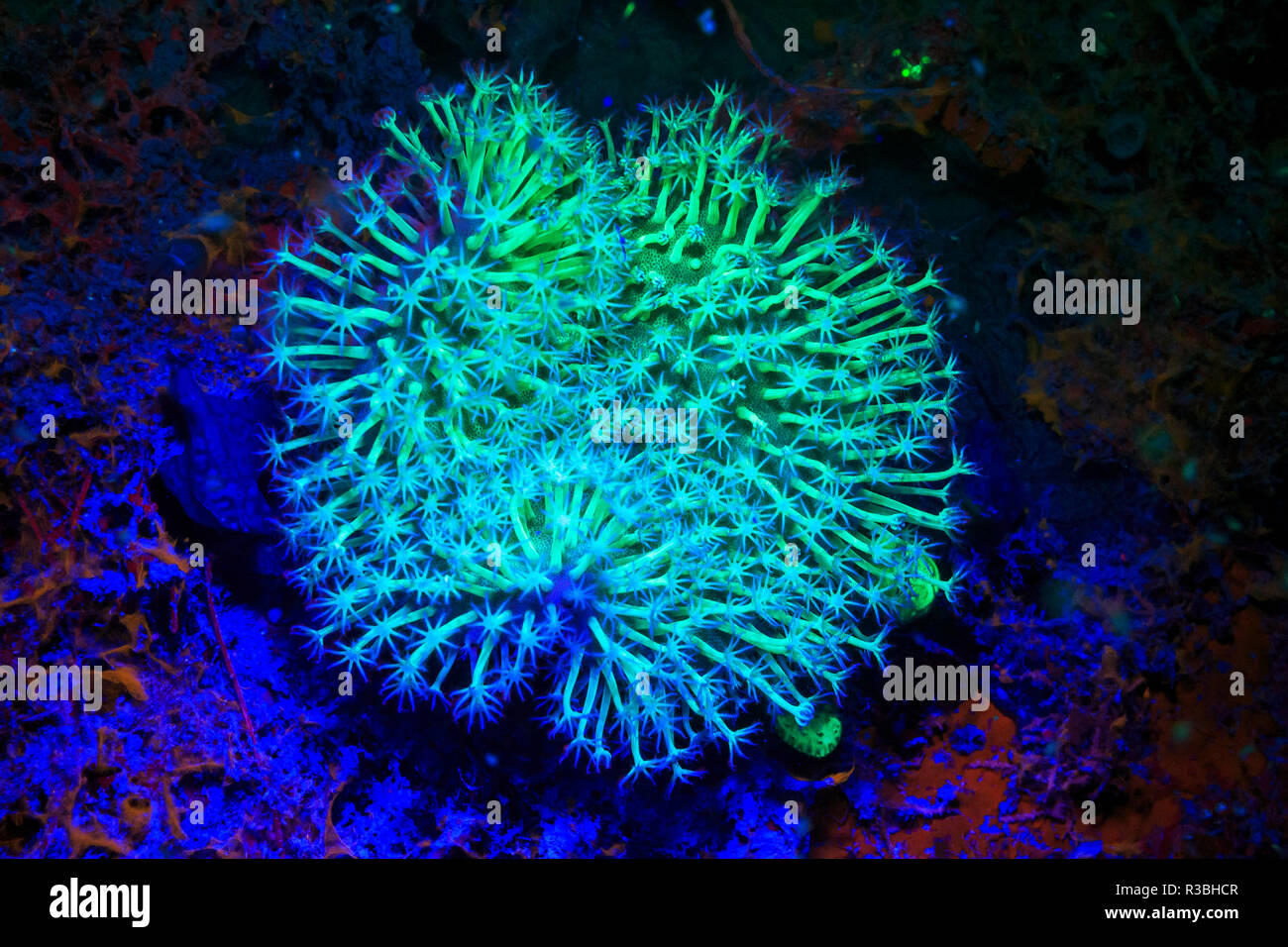 Tube Coral, Day Fluorescing, Palau, Rock Islands-World Heritage Site, Micronesia Stock Photo