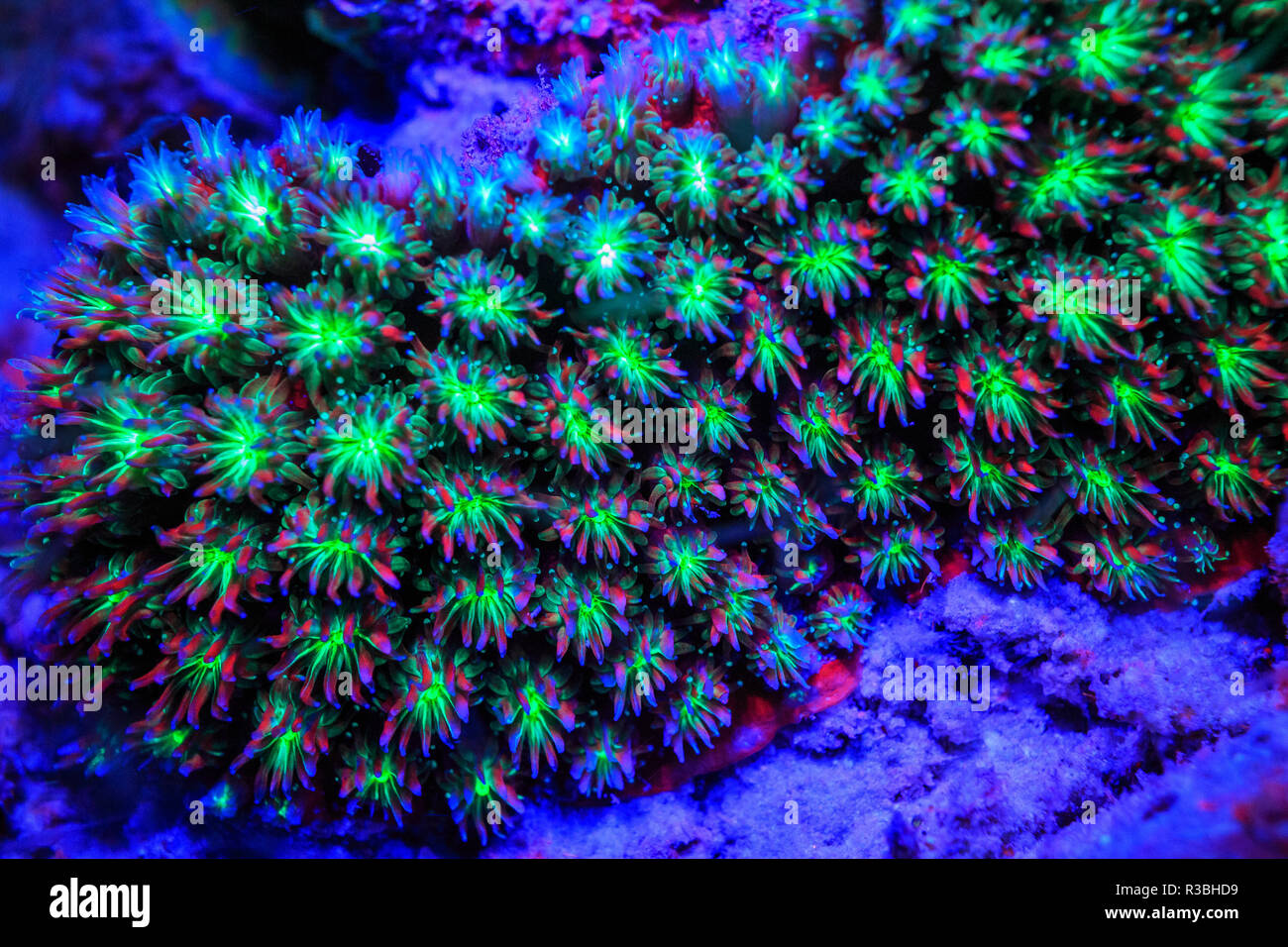 Elliptical Star Coral, Day Fluorescing, Palau, Rock Islands-World Heritage Site, Micronesia Stock Photo