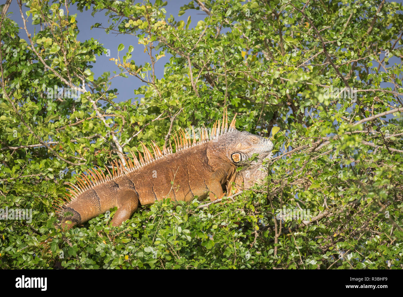 Male Green Iguana (Iguana iguana) in breeding plumage, Crooked Tree ... - Male Green Iguana Breeding Behavior