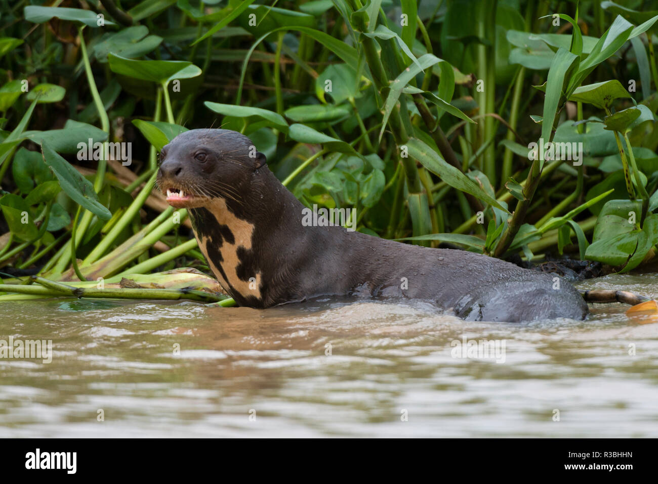 Giant river otter (Pteronura brasiliensis), Pantanal, Mato Grosso ...