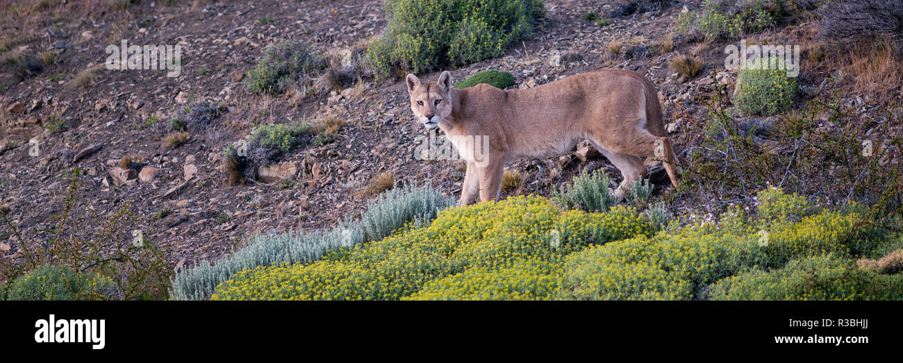 Chile, Patagonia, South America. Female Puma in the Patagonian steppe. Stock Photo