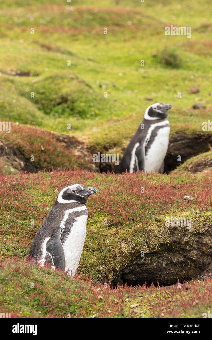 Falkland Islands, Bleaker Island. Magellanic penguins at burrows. Stock Photo