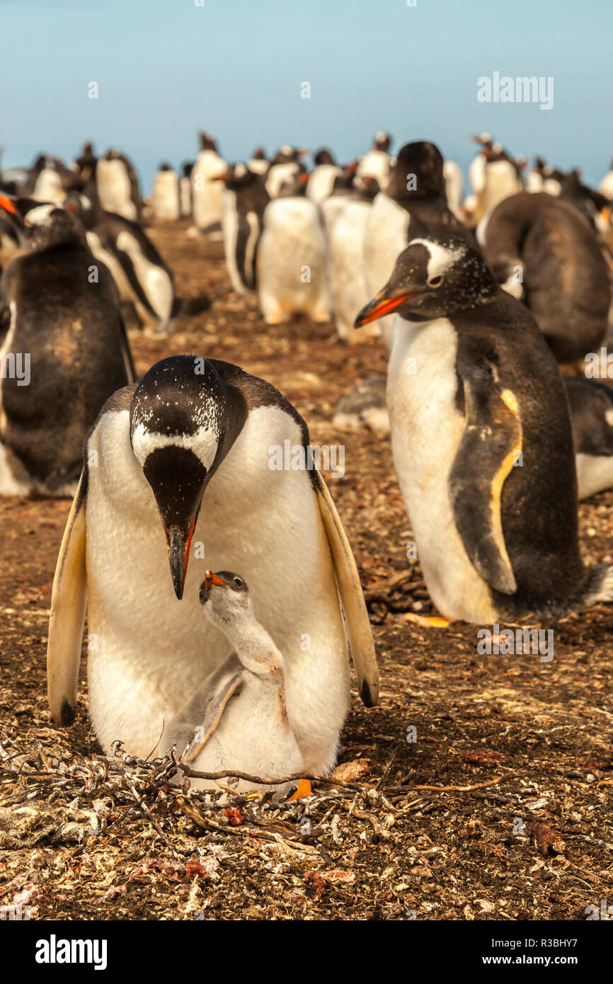 Falkland Islands, Bleaker Island. Gentoo penguin with chick. Stock Photo
