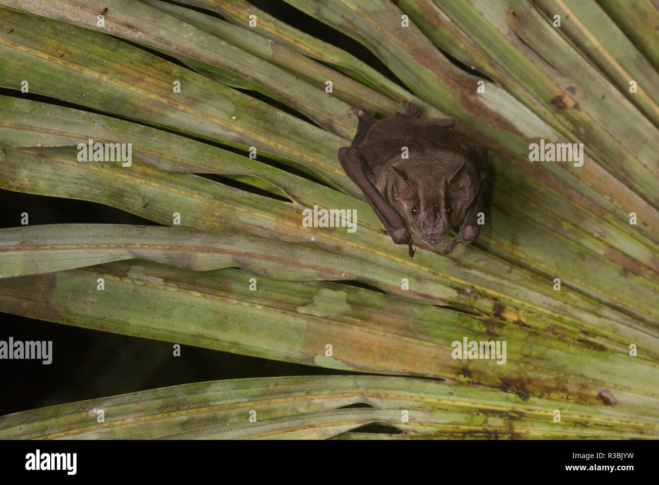 A fruit bat roosting on the underside of a palm in the Peruvian Amazon. Stock Photo