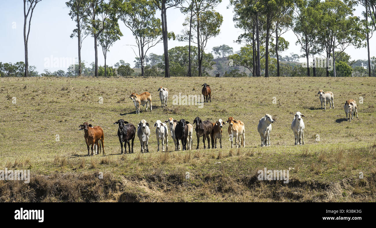 Cattle station property hi-res stock photography and images - Alamy