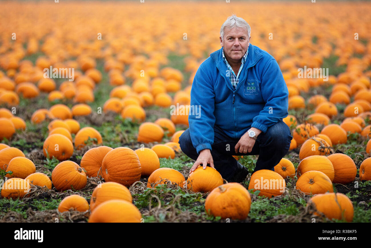 Asda has worked with its British growers to harvest over 1.6 million pumpkins for Halloween, with the adoption of ‘lo-fi’ growing methods employed to ensure the best-quality pumpkins available for the spooky season. Growing to an average weight of 4kg, Asda’s pumpkins form part of the growing trend for Jack-O-Lanterns, with over 10 million pumpkins now grown across the UK each year.    Kevin Curson, Asda pumpkin grower, comments:  To grow the best-quality pumpkins possible – especially when battling unpredictable weather – requires a human touch and often, very simple methods to ensure we’re a Stock Photo