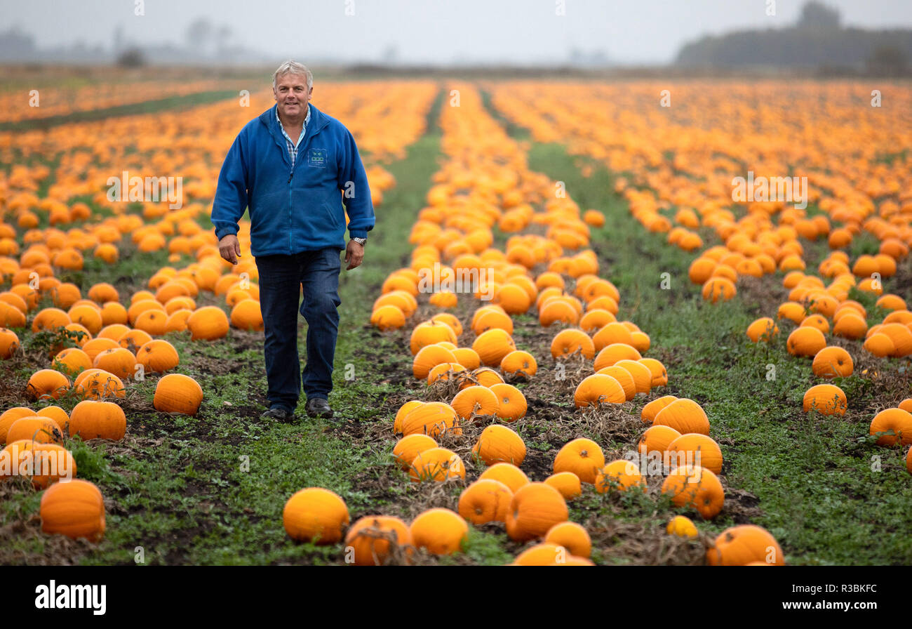 Asda has worked with its British growers to harvest over 1.6 million pumpkins for Halloween, with the adoption of ‘lo-fi’ growing methods employed to ensure the best-quality pumpkins available for the spooky season. Growing to an average weight of 4kg, Asda’s pumpkins form part of the growing trend for Jack-O-Lanterns, with over 10 million pumpkins now grown across the UK each year.    Kevin Curson, Asda pumpkin grower, comments:  To grow the best-quality pumpkins possible – especially when battling unpredictable weather – requires a human touch and often, very simple methods to ensure we’re a Stock Photo