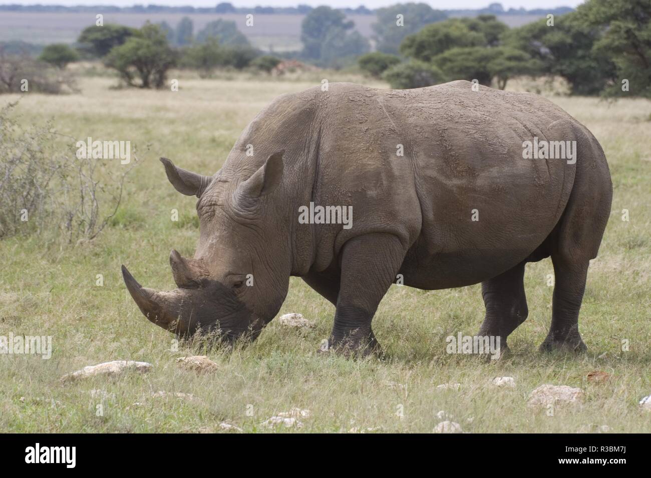 white rhinoceros Stock Photo
