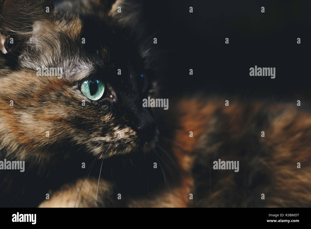 Pretty cat lying with green eyes looking to the side with black background Stock Photo