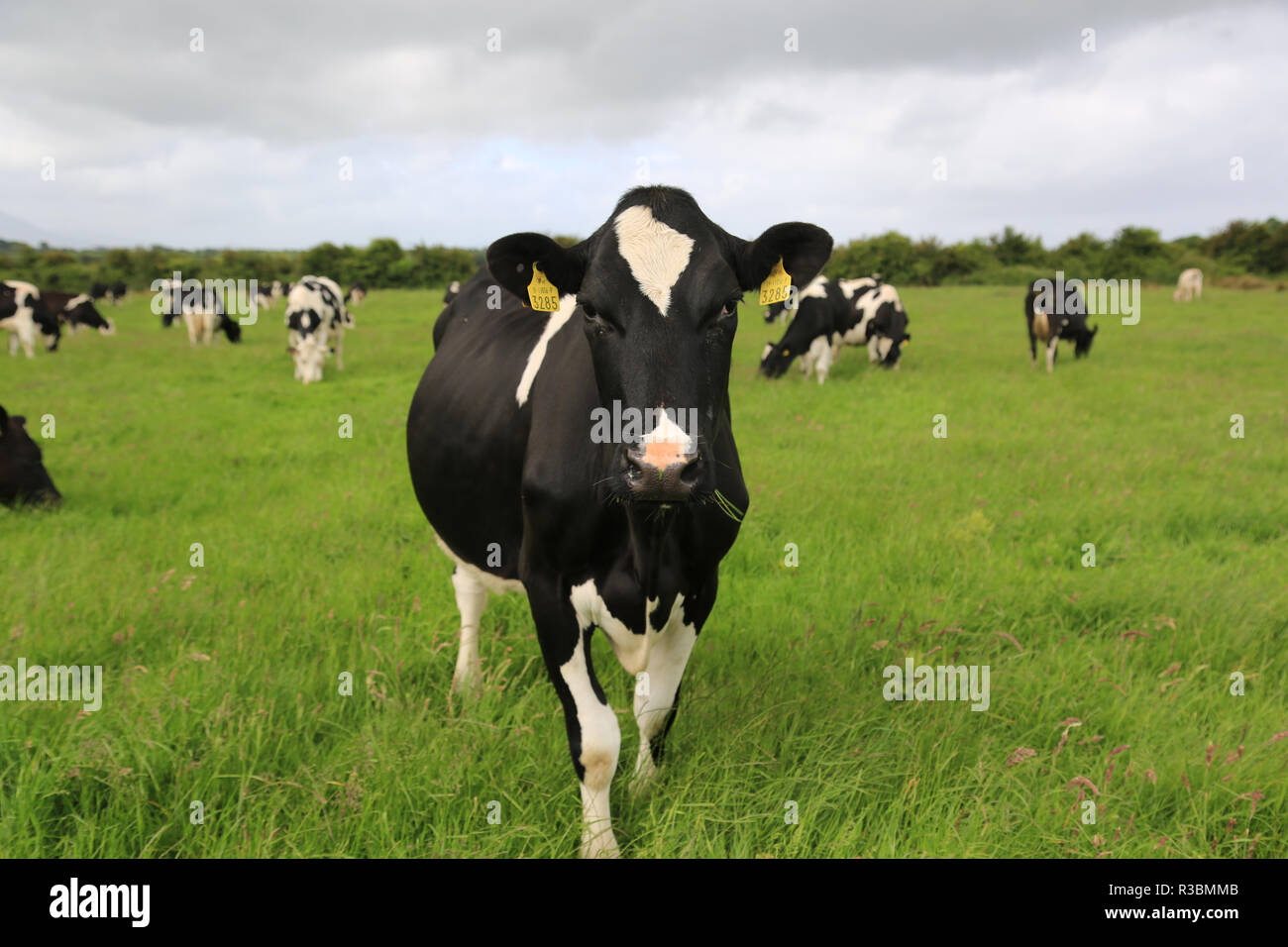 herd of friesian cows grazing in a green field, county kerry, ireland Stock Photo