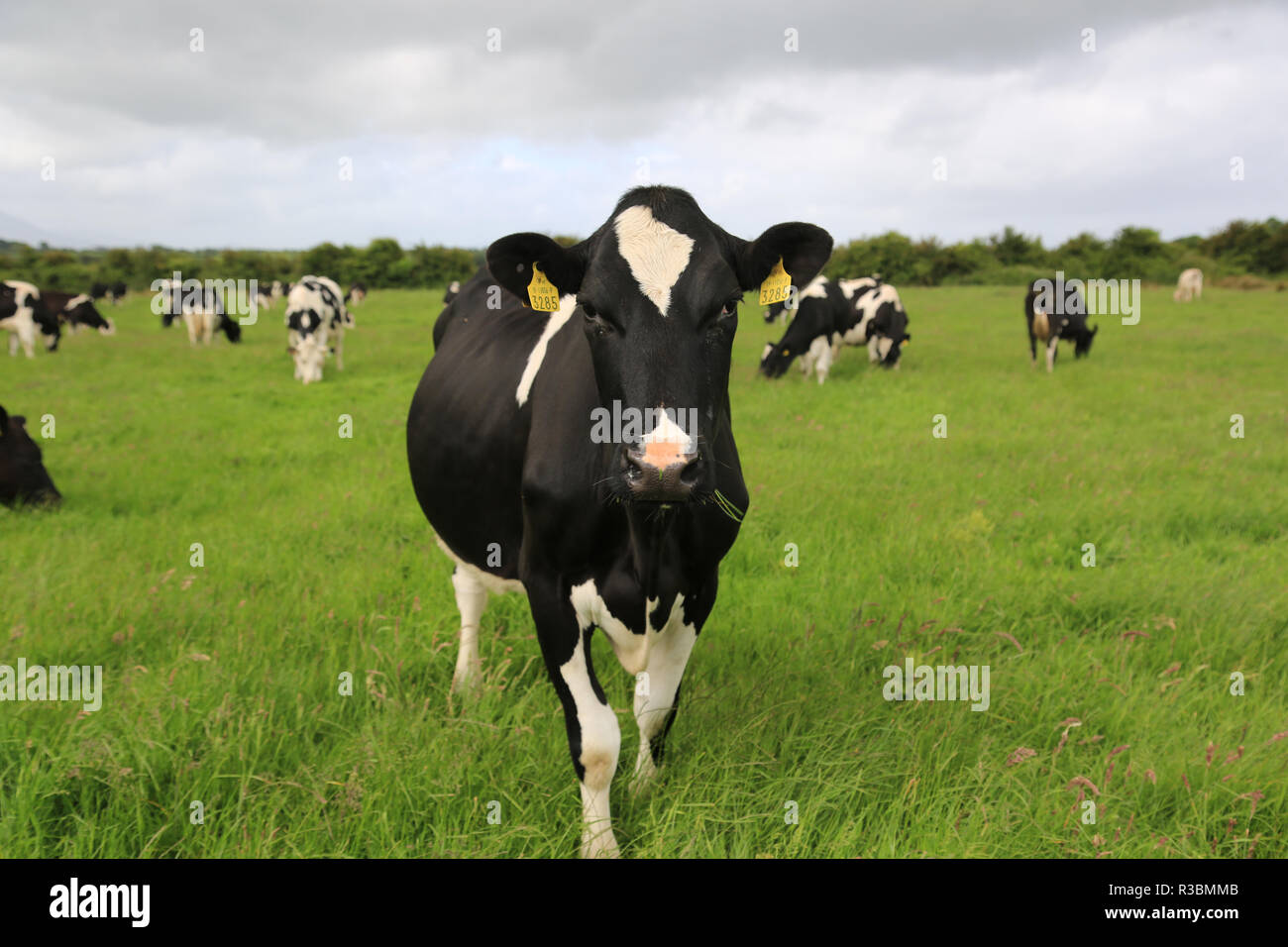 Herd Of Friesian Cows High Resolution Stock Photography and Images - Alamy