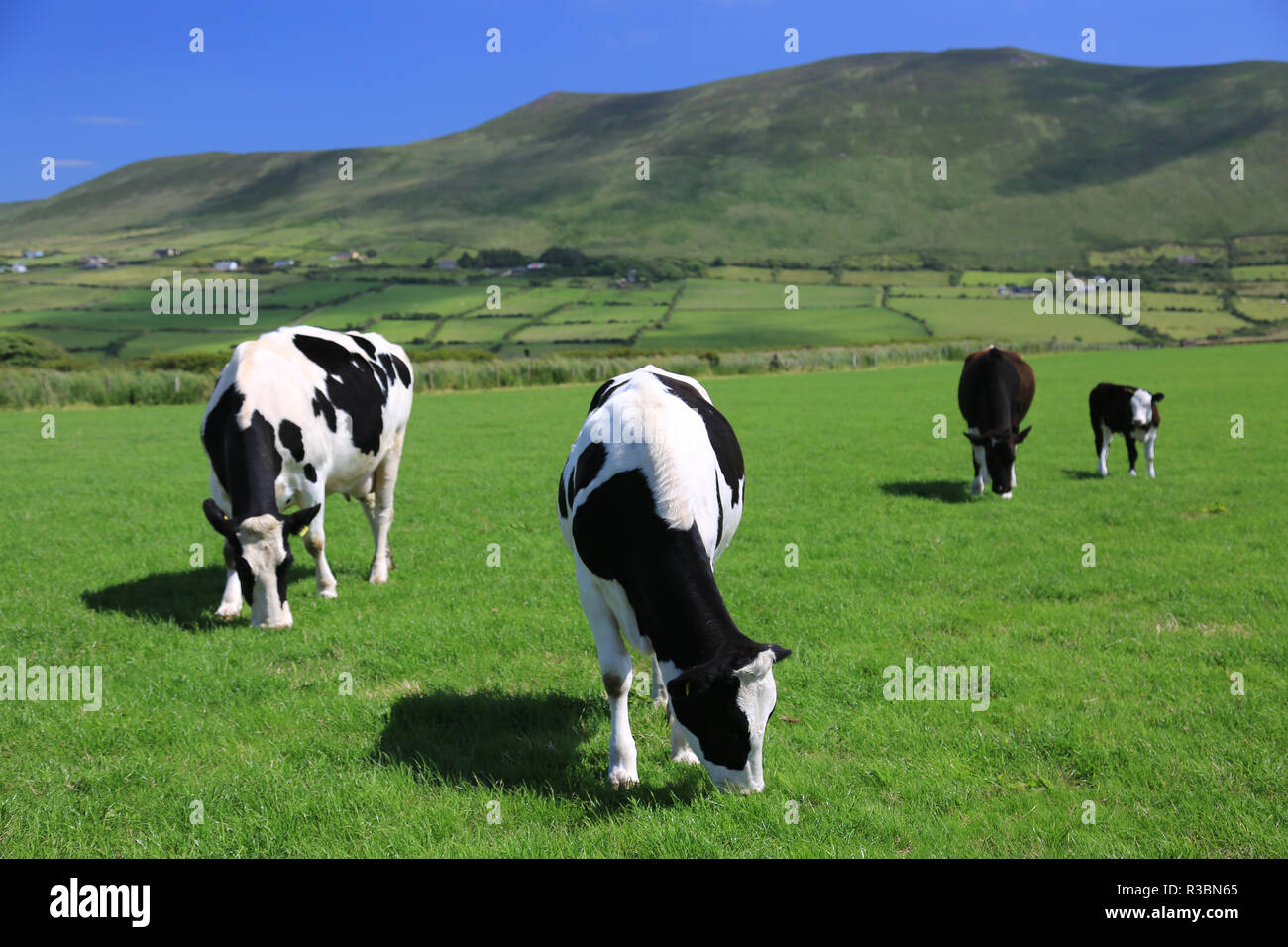 herd of friesian cows grazing in a green field, county kerry, ireland Stock Photo