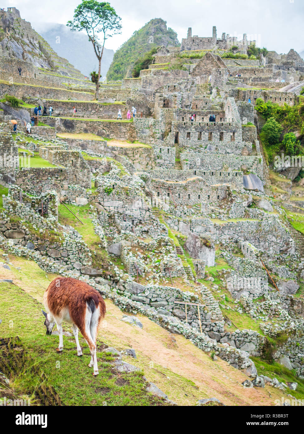 A llama eating grass in front of the Machu Picchu citadel Stock Photo