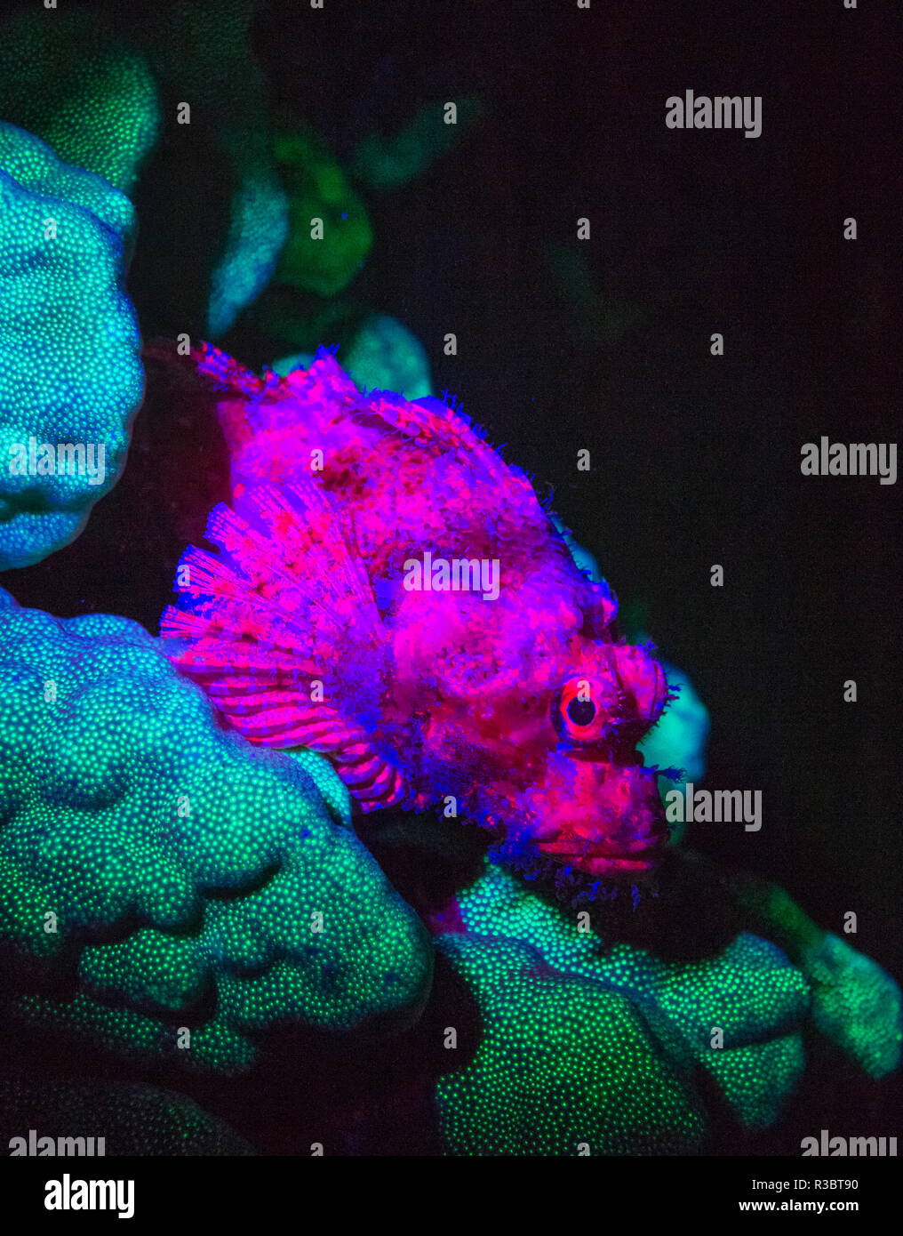 Scorpionfish, Dusk Fluorescing, Red Sea, Egypt, Middle East Stock Photo