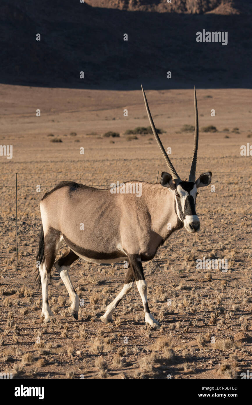 Female oryx hi-res stock photography and images - Alamy