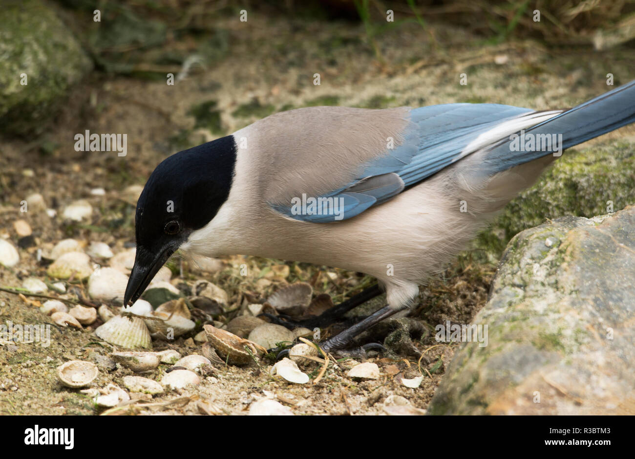 The Azure-winged Magpie (Cyanopica cyanus) is always ready to come in for food. Stock Photo