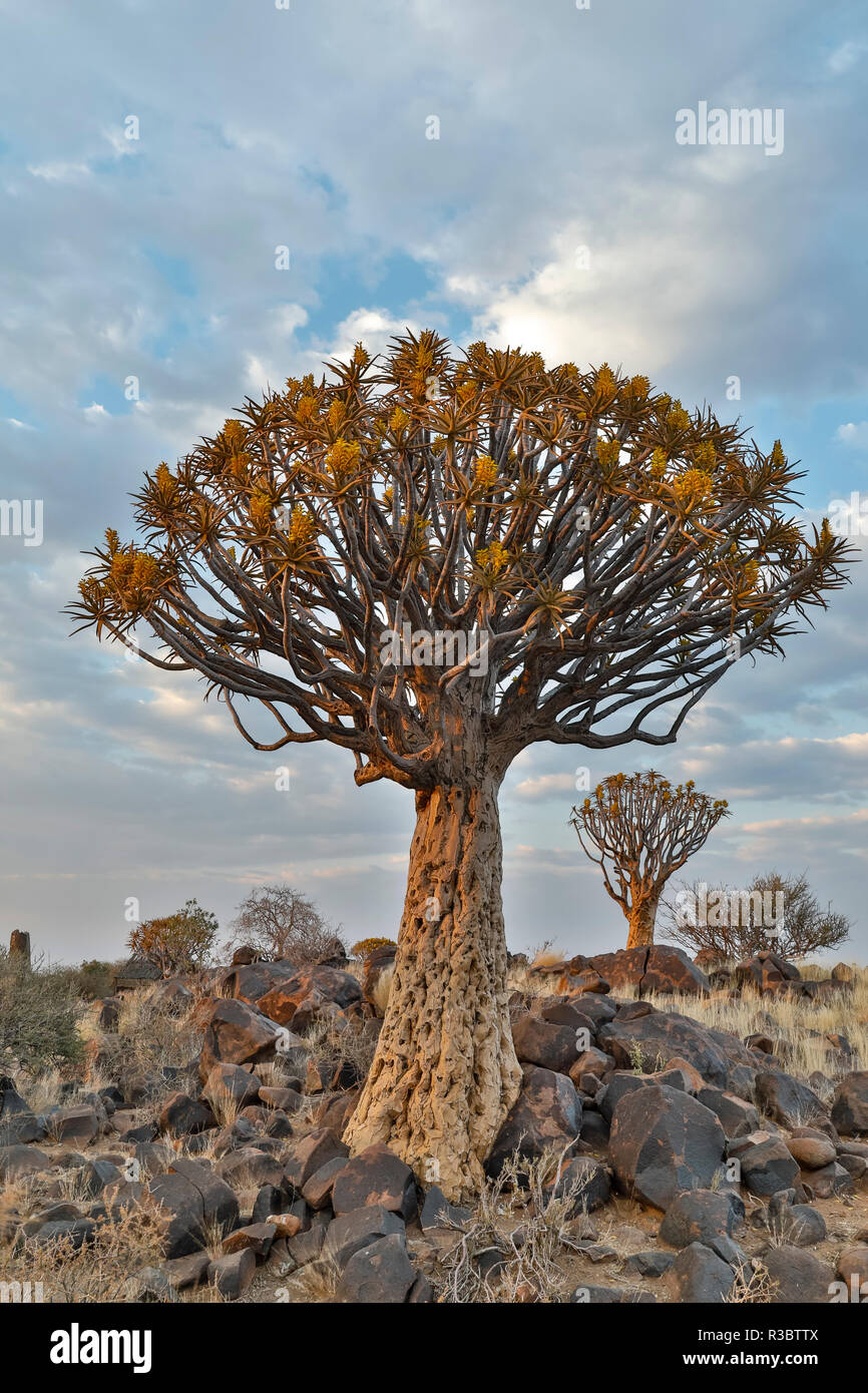 Quiver trees landscape, Namibia Stock Photo